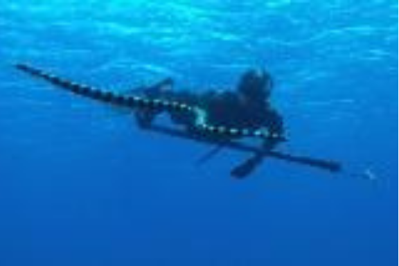 Spear Fishing
