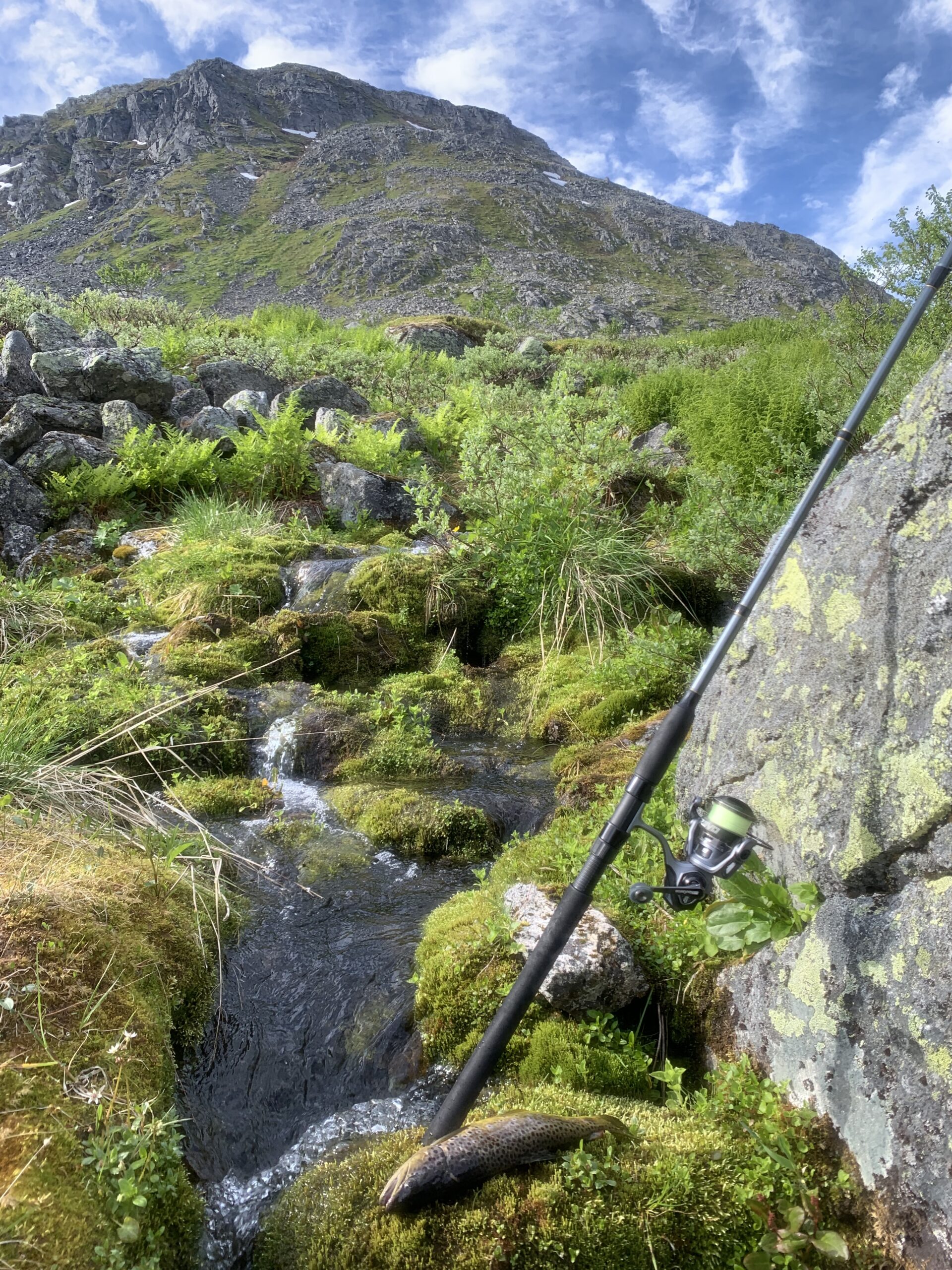 Mountain trout (brown)