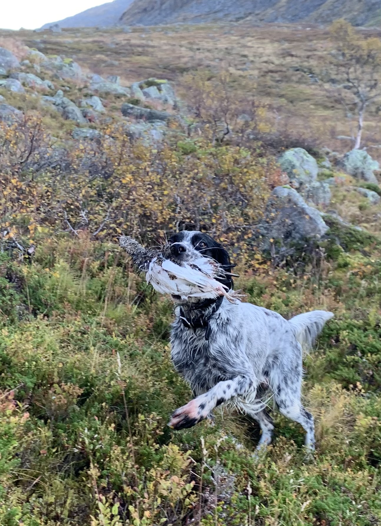 Bentley delivers first bird of the season