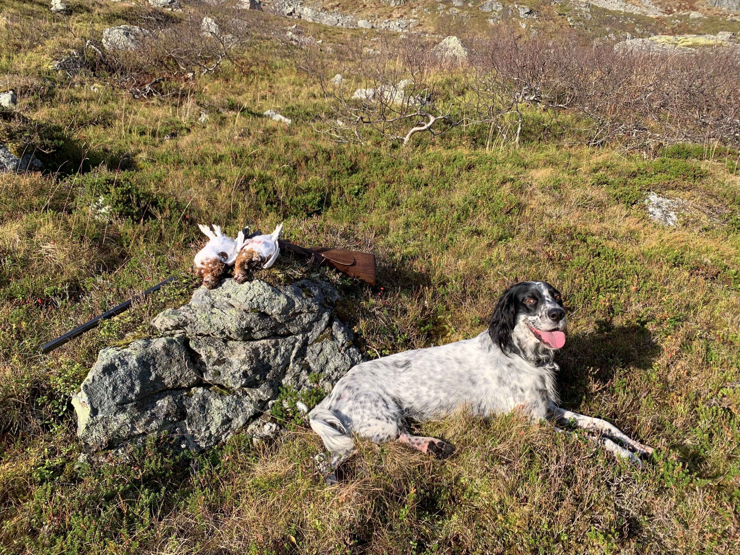 Bentley with two willow ptarmigan